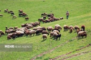 طرح‌های مرتعداری، امسال ۲ میلیون هکتار رشد می‌کند