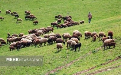 طرح‌های مرتعداری، امسال ۲ میلیون هکتار رشد می‌کند