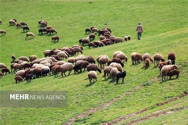 طرح‌های مرتعداری، امسال ۲ میلیون هکتار رشد می‌کند